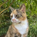 A gingery tortoiseshell cat with a white front sits in a garden looking off to the left of the image